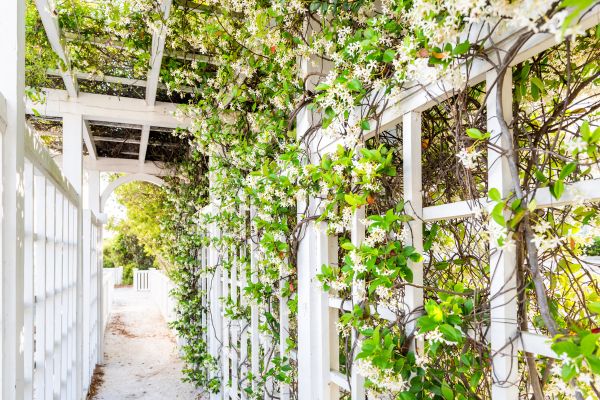 Cost of Trellis Repair in Camas
