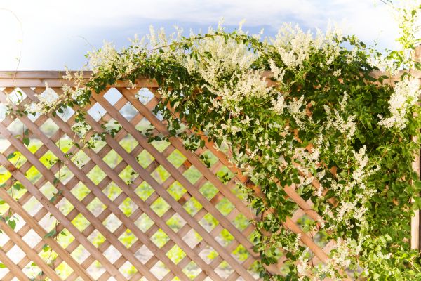 Cost of Lattice Repair in Camas