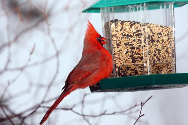 Cost of Bird Feeder Hanging in Camas