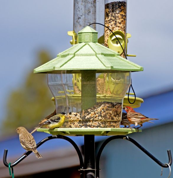 Cost of Bird Feeder Installation in Camas